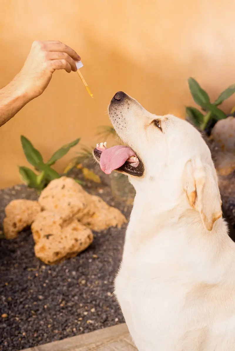 best carrier oils for frankincense a complete buying guide