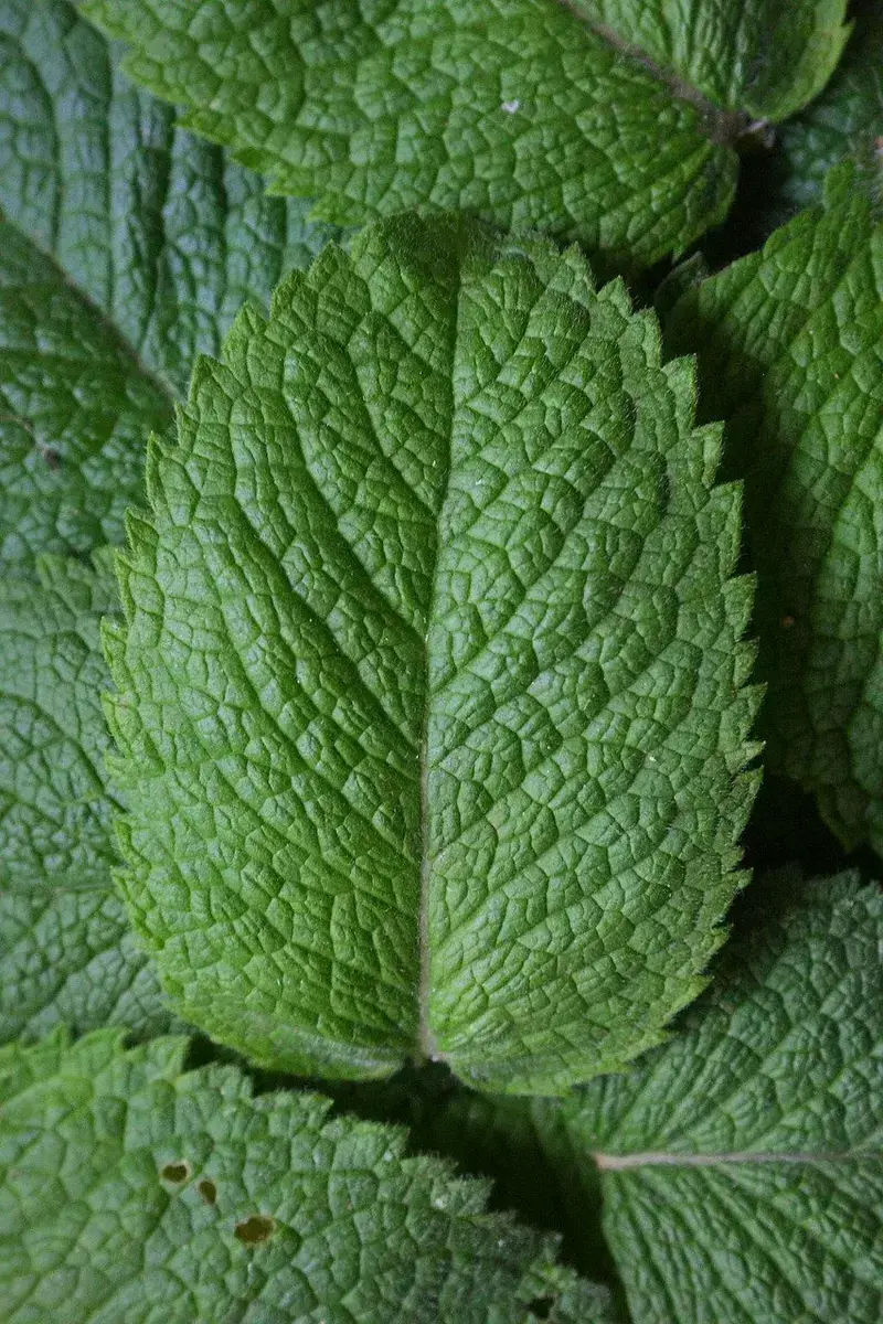 frankincense and peppermint headache balm you can make in