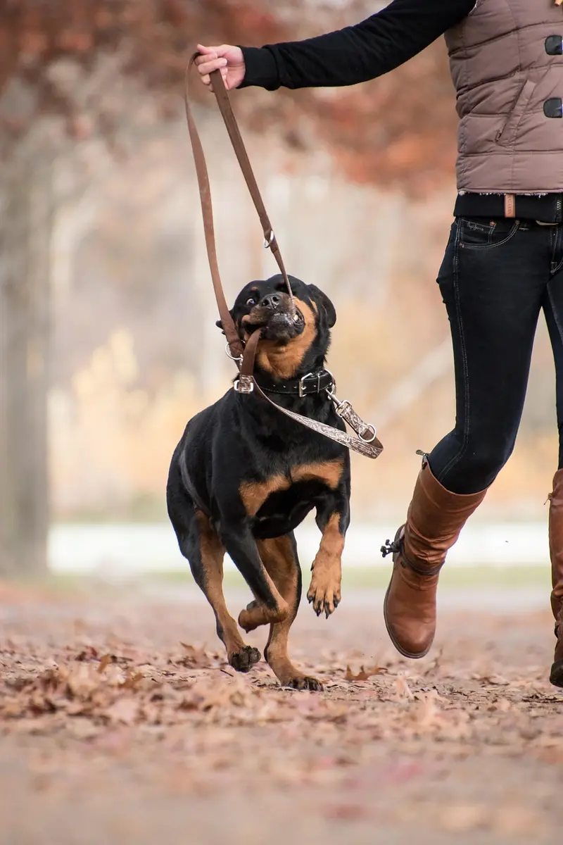 frankincense and pets faq everything pet owners need to know