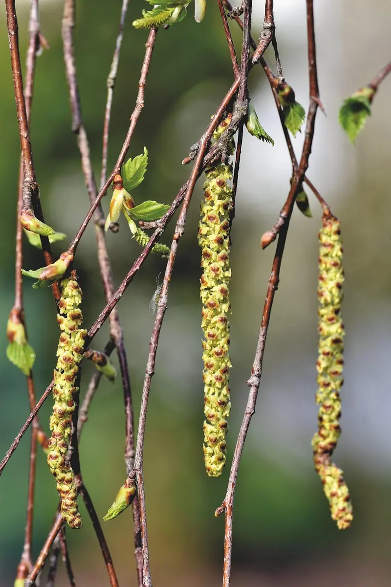 frankincense for allergy season natural support when pollen