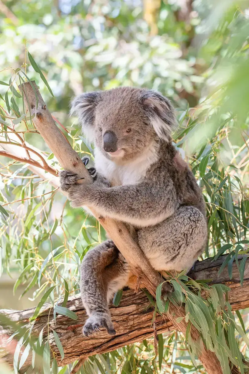 frankincense vs eucalyptus for respiratory support choosing