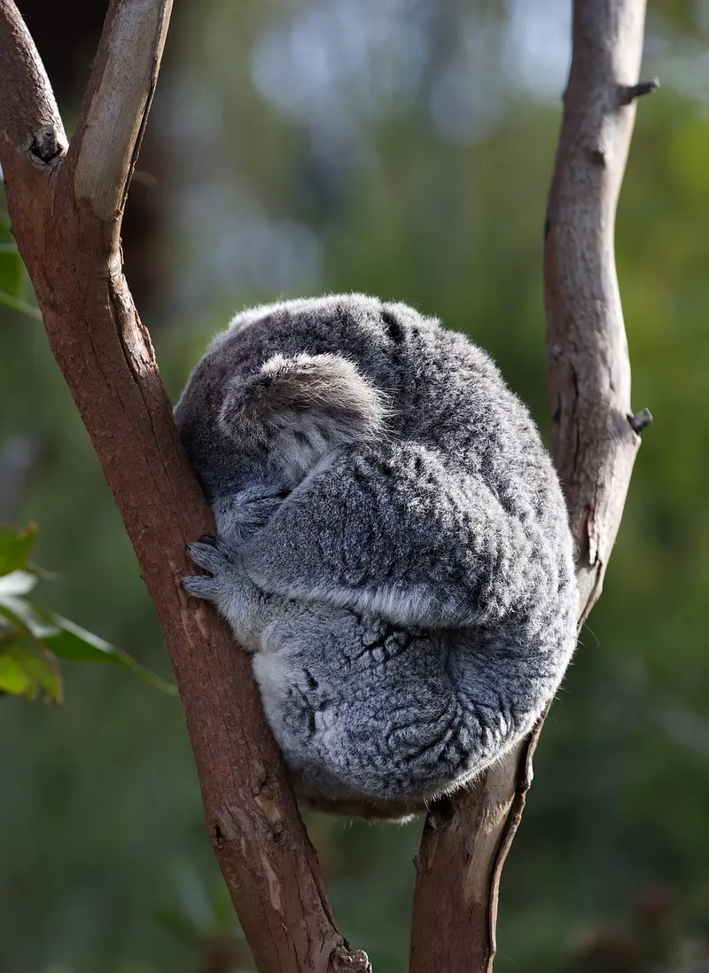 frankincense vs eucalyptus for respiratory support choosing