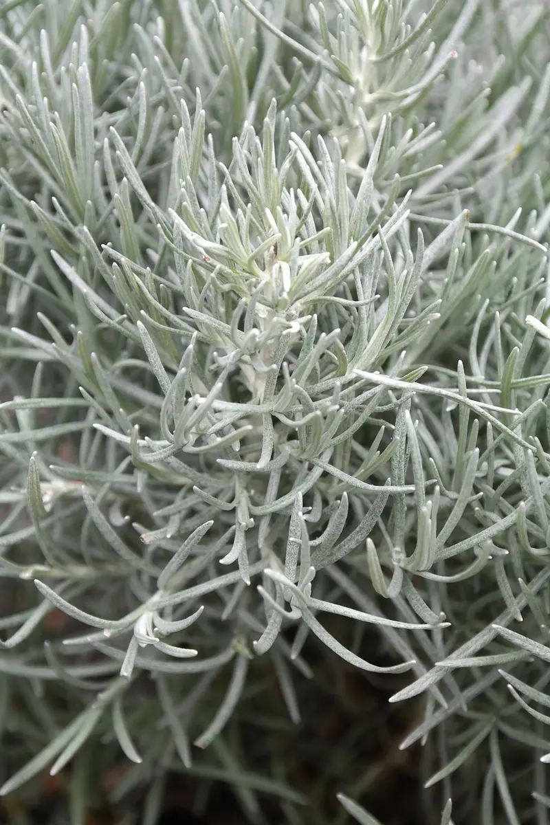 frankincense vs helichrysum which is better for scars and