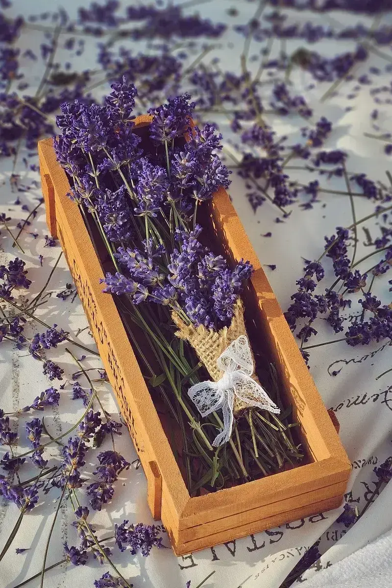frankincense vs lavender which essential oil is better for