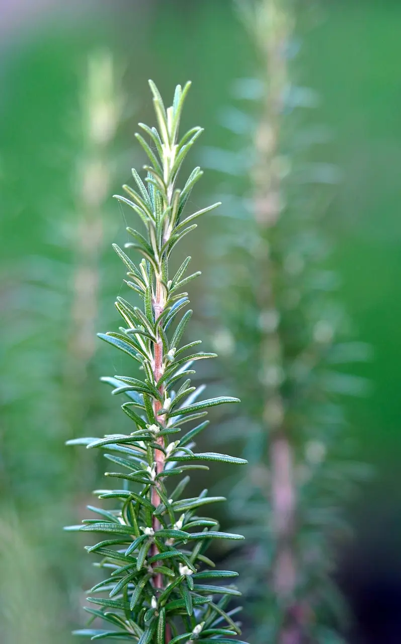 frankincense vs rosemary oil for hair growth what the
