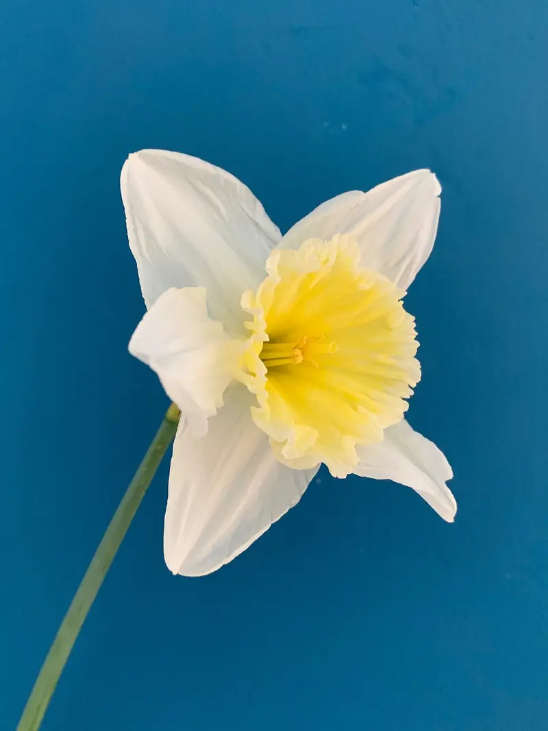 spring renewal with frankincense detox refresh and reset